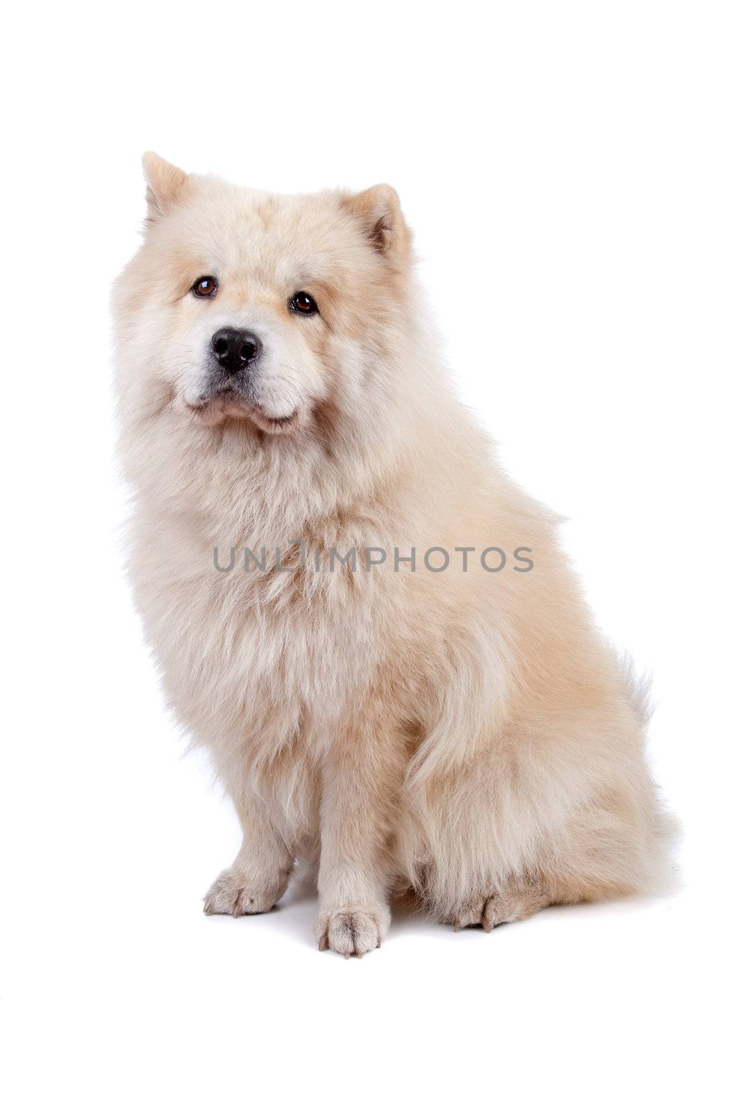 Cute mixed breed dog Chow-Chow and Samoyed sitting, isolated on a white background