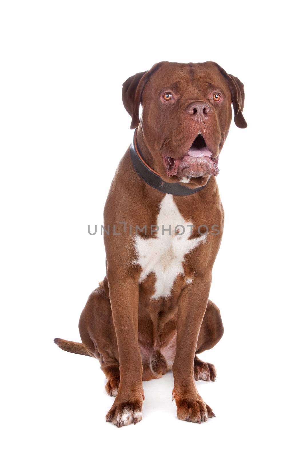 mix bull mastiff,tosa inu ,isolated on a white background