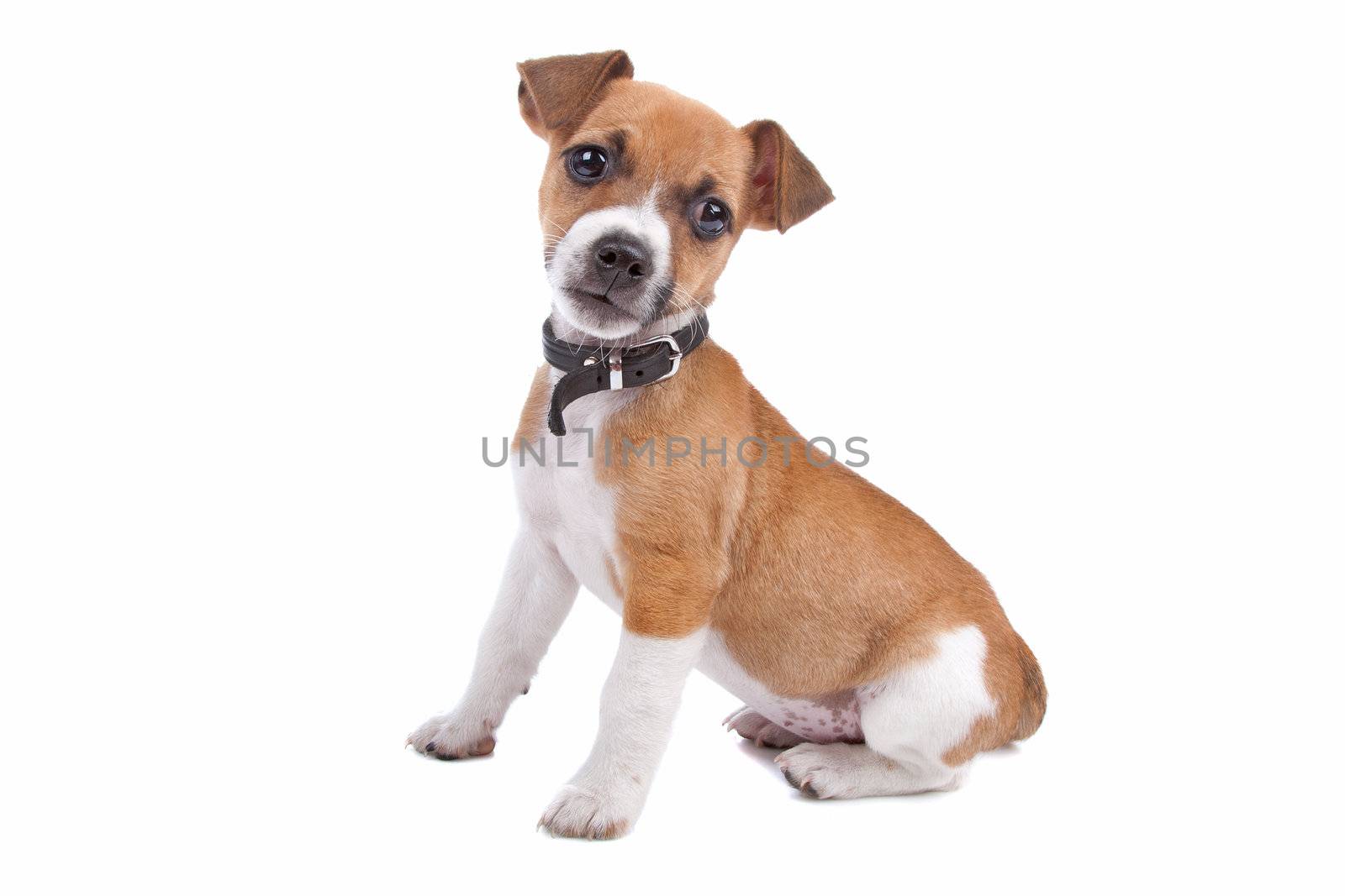 Cute Jack Russel Terrier puppy sitting, isolated on a white background
