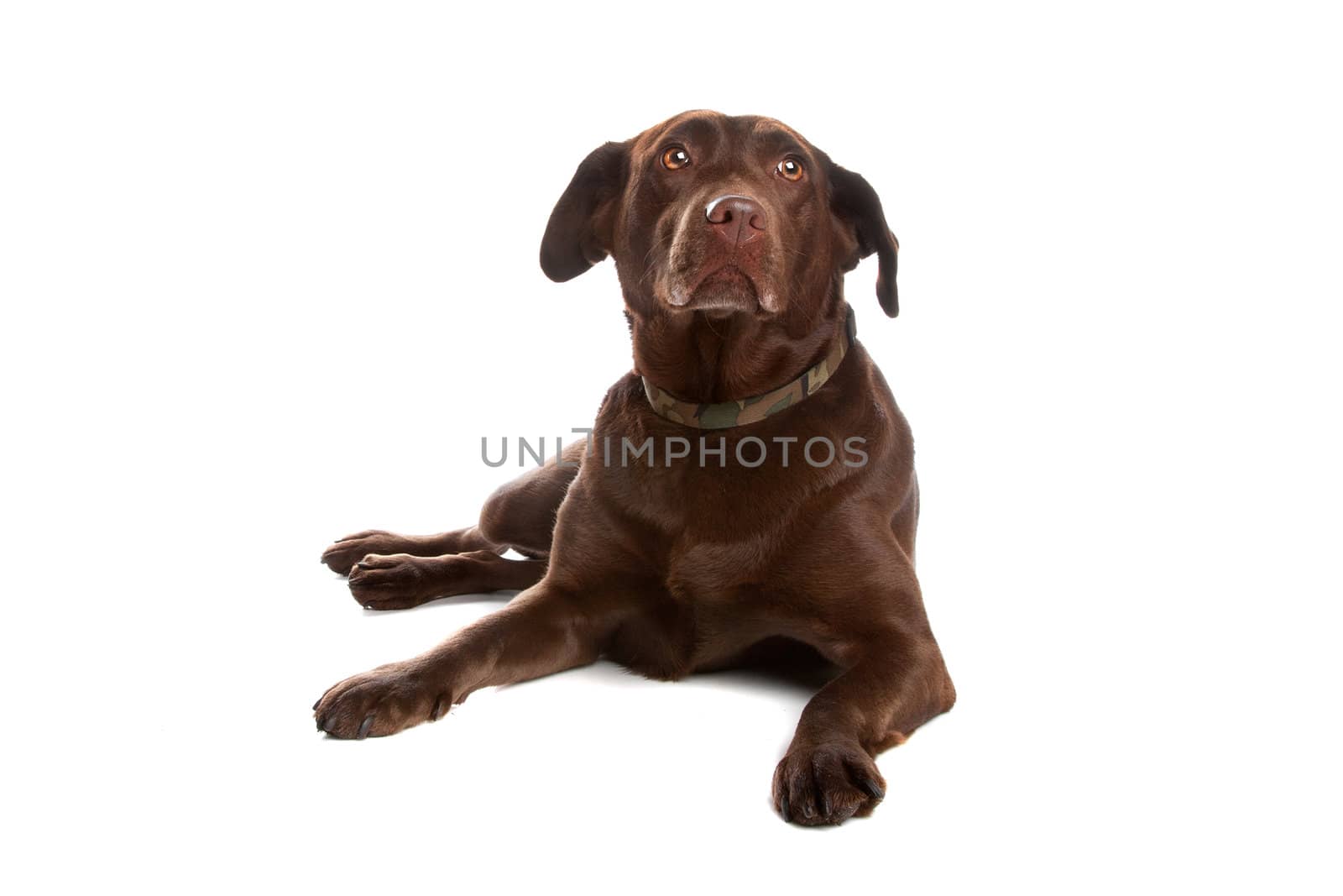 Chocolate labrador retriever dog lying and looking up, isolated on a white background.