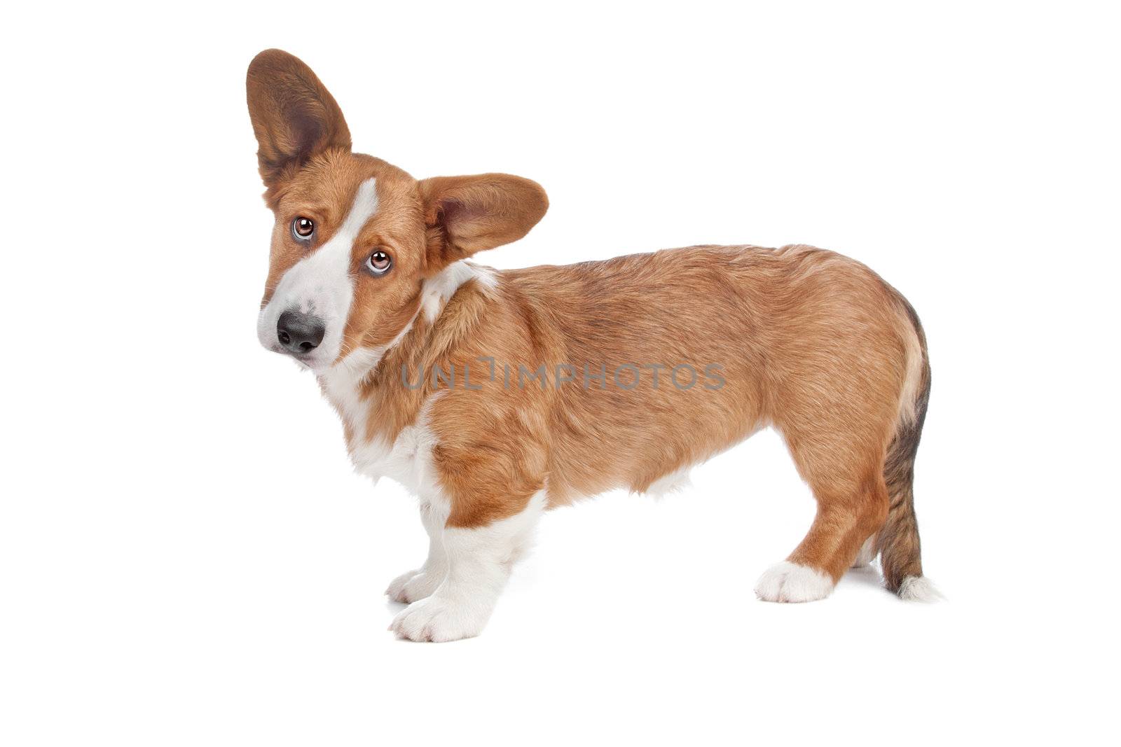 Welsh Corgi dog standing and looking at camera, isolated on a white background