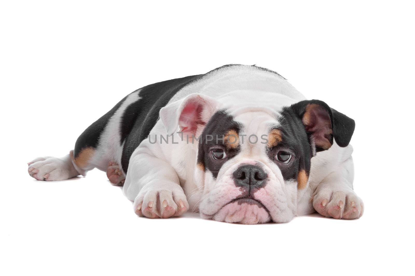 English bulldog lying, isolated on a white background