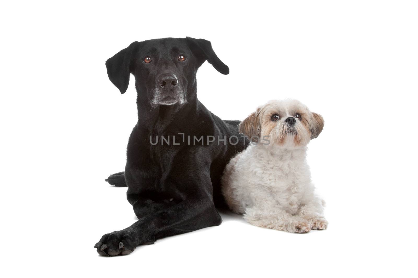 Two mixed breed dogs isolated on a white background