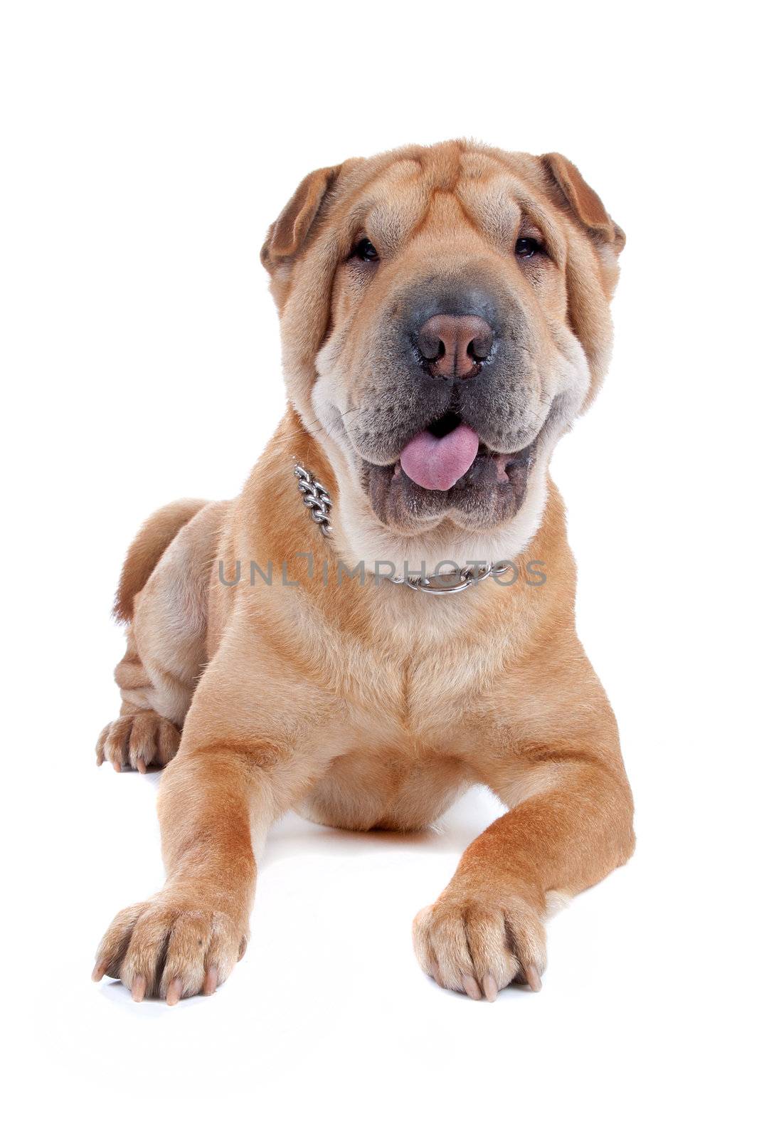 Front view of Shar Pei lying. Dog sticking out tongue, isolated on a white background