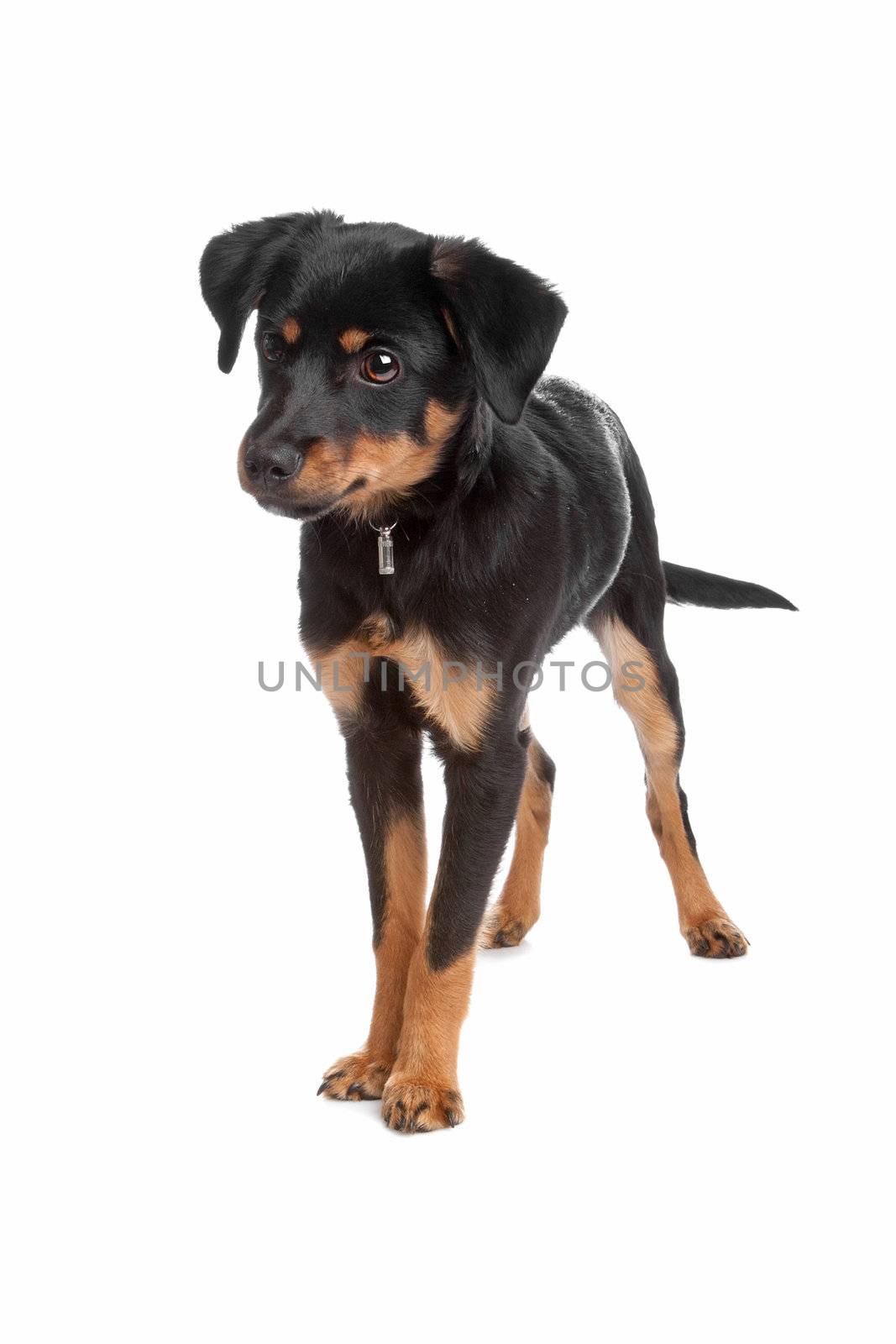 Front view of mixed breed puppy standing, isolated on a white background