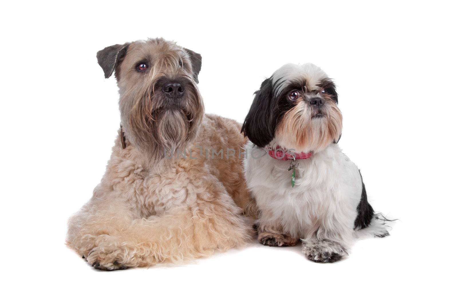 Soft Coated Wheaten Terrier and Shih Tzu dog lying, isolated on a white background
