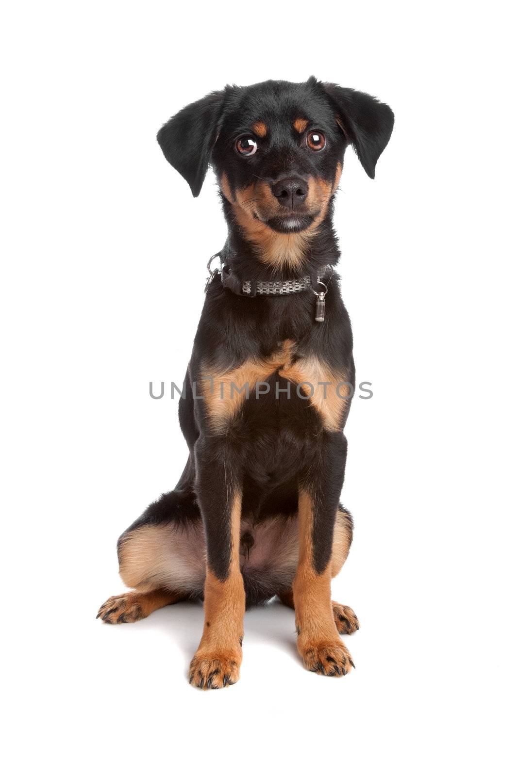 Front view of mixed breed puppy sitting and looking at camera, isolated on a white background