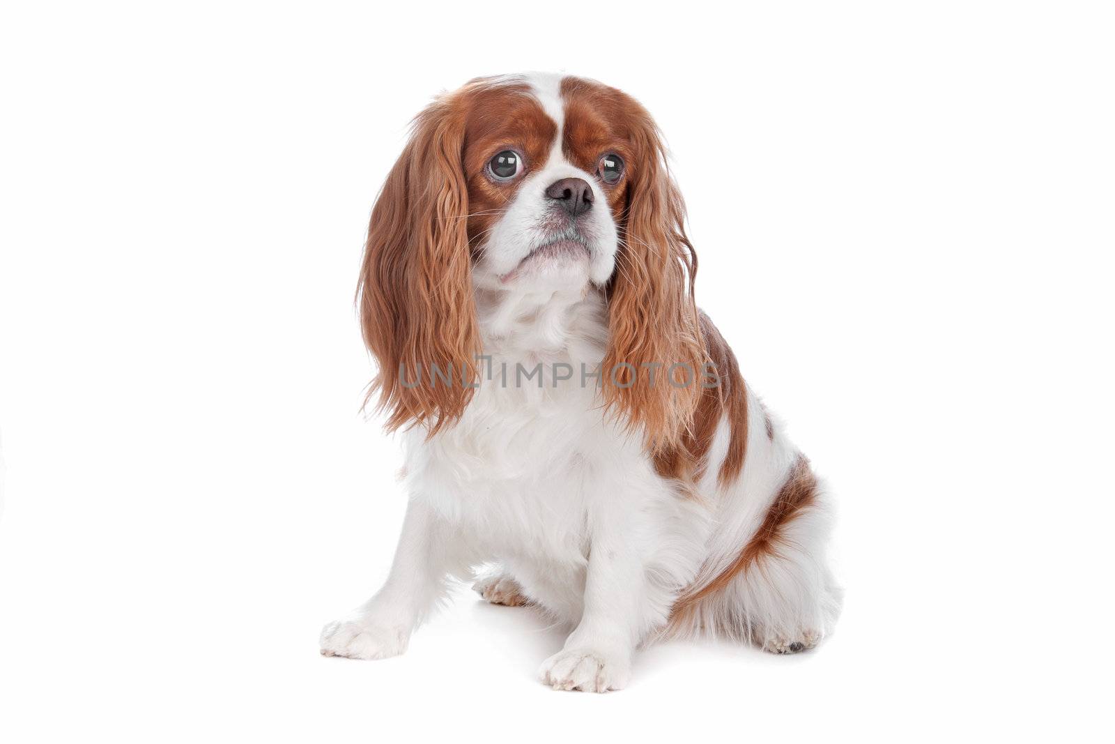 Cavalier King Charles Spaniel dog sitting, isolated on a white background
