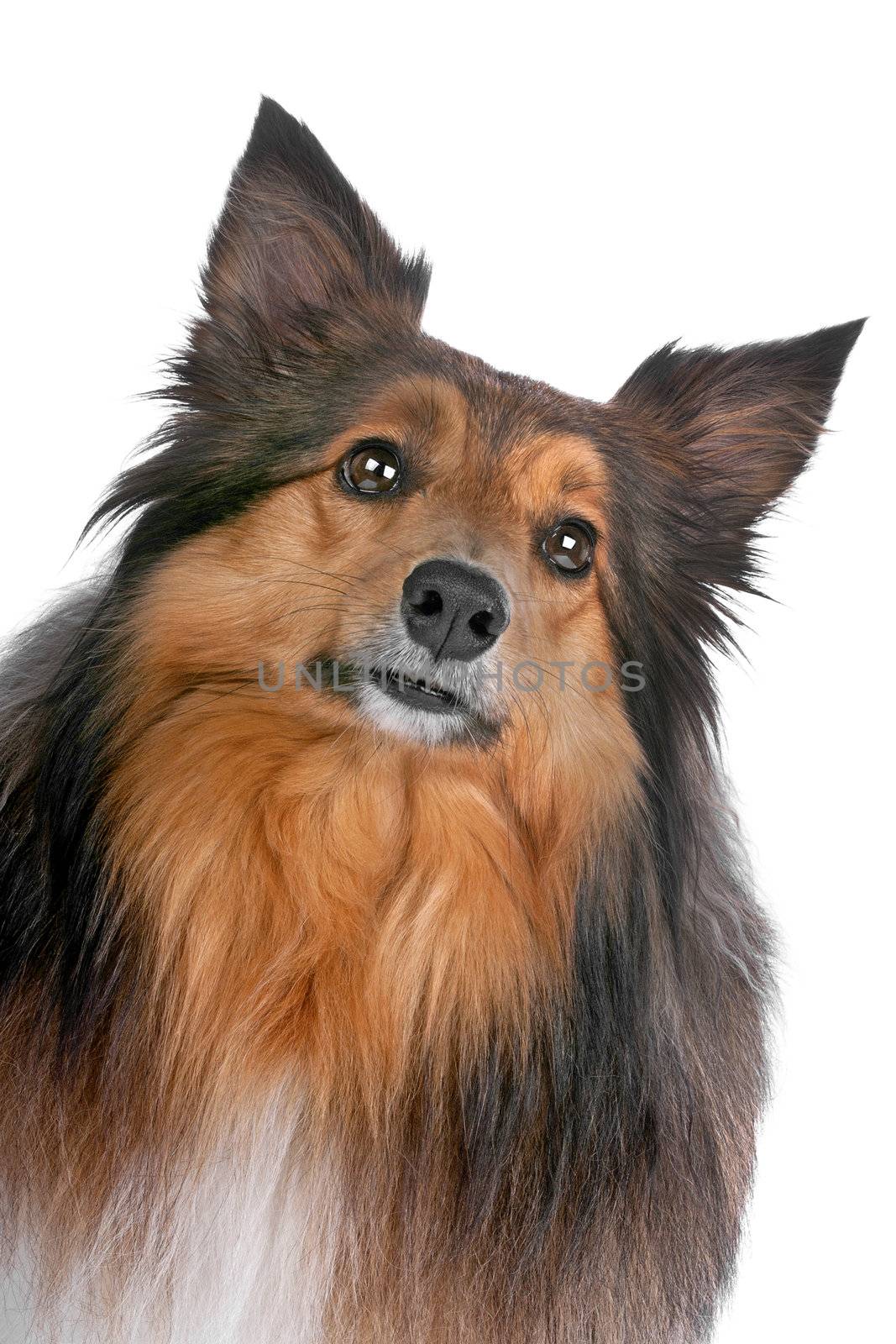 Shetland Sheepdog, sheltie, isolated on a white background