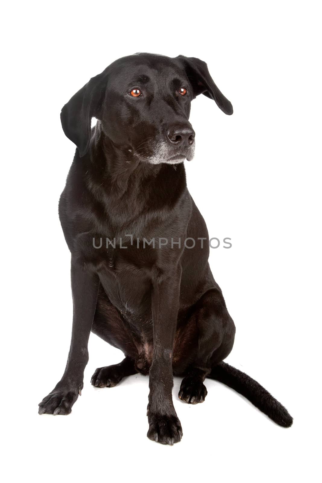 Mixed breed dog sitting, isolated on a white background
