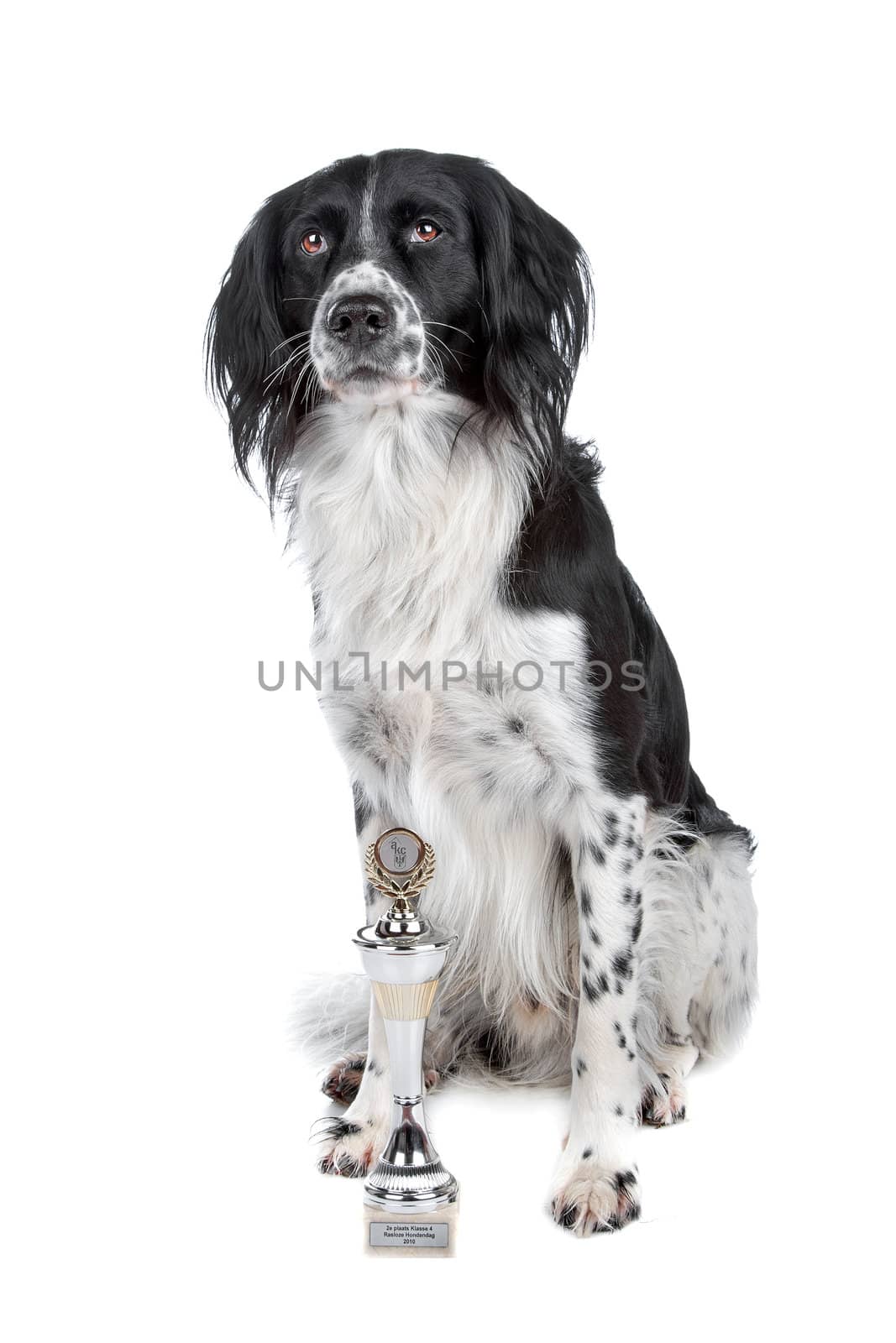Mixed breed dog and his prize sitting, isolated on a white background