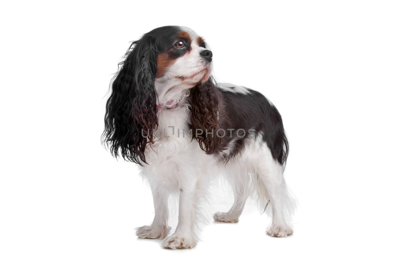 Cavalier king charles spaniel dog isolated on a white background