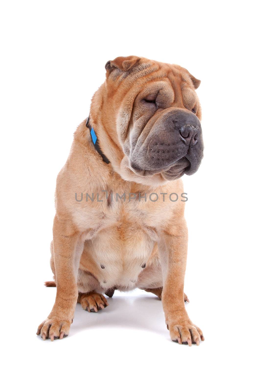 Front view of Shar Pei dog sitting, isolated on a white background