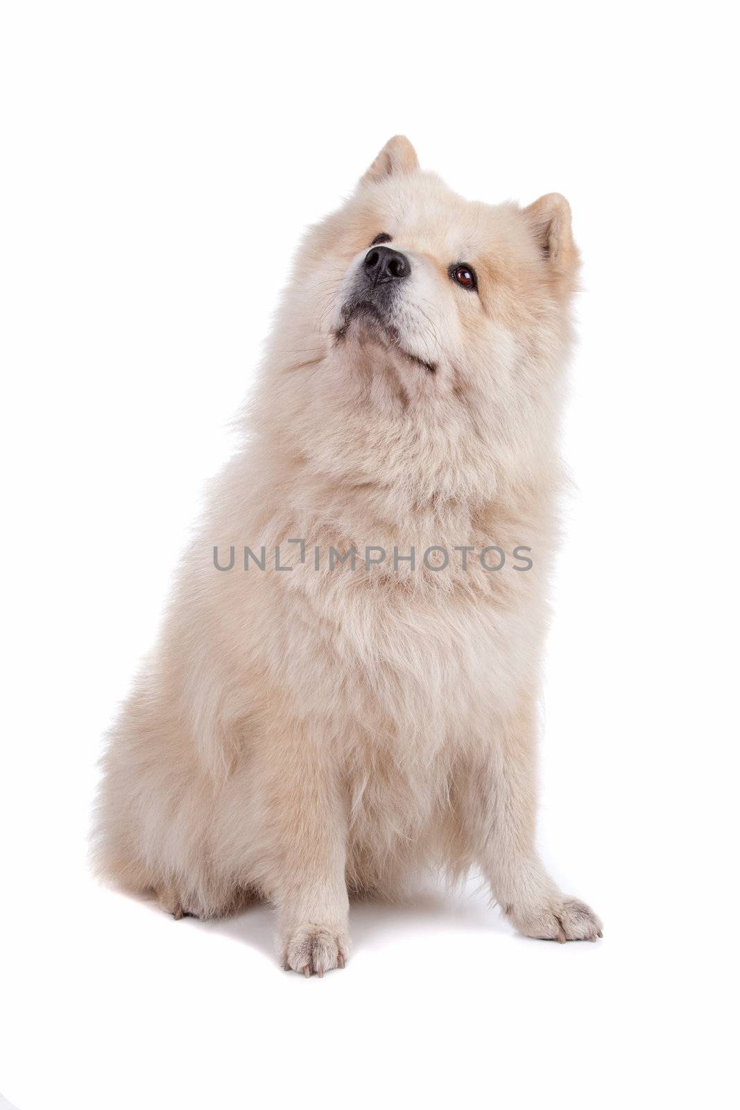 Cute mixed breed dog Chow-Chow and Samoyed sitting and looking, isolated on a white background