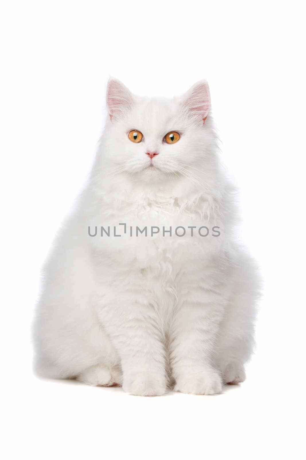 White cat with yellow eyes. On a white background