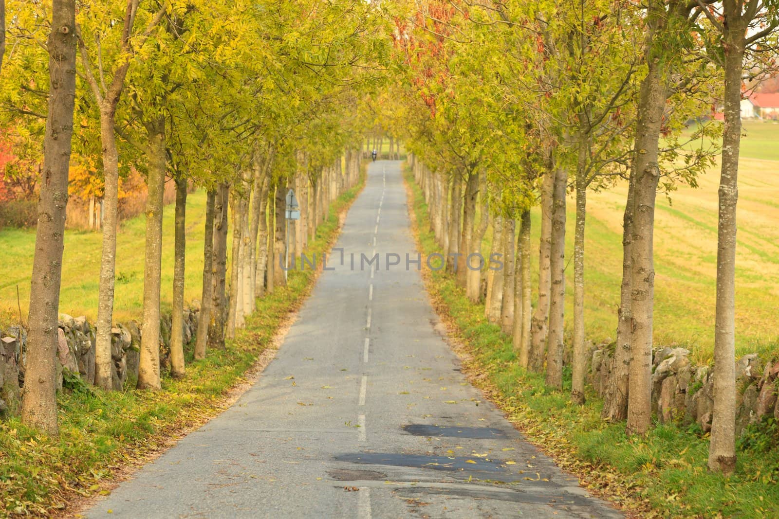 Tree lined road by jasonvosper