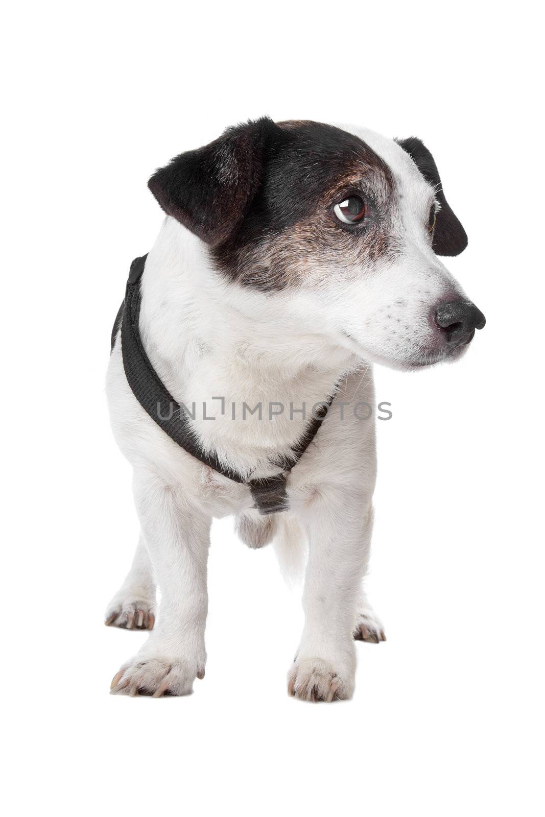 jack russel terrier by eriklam