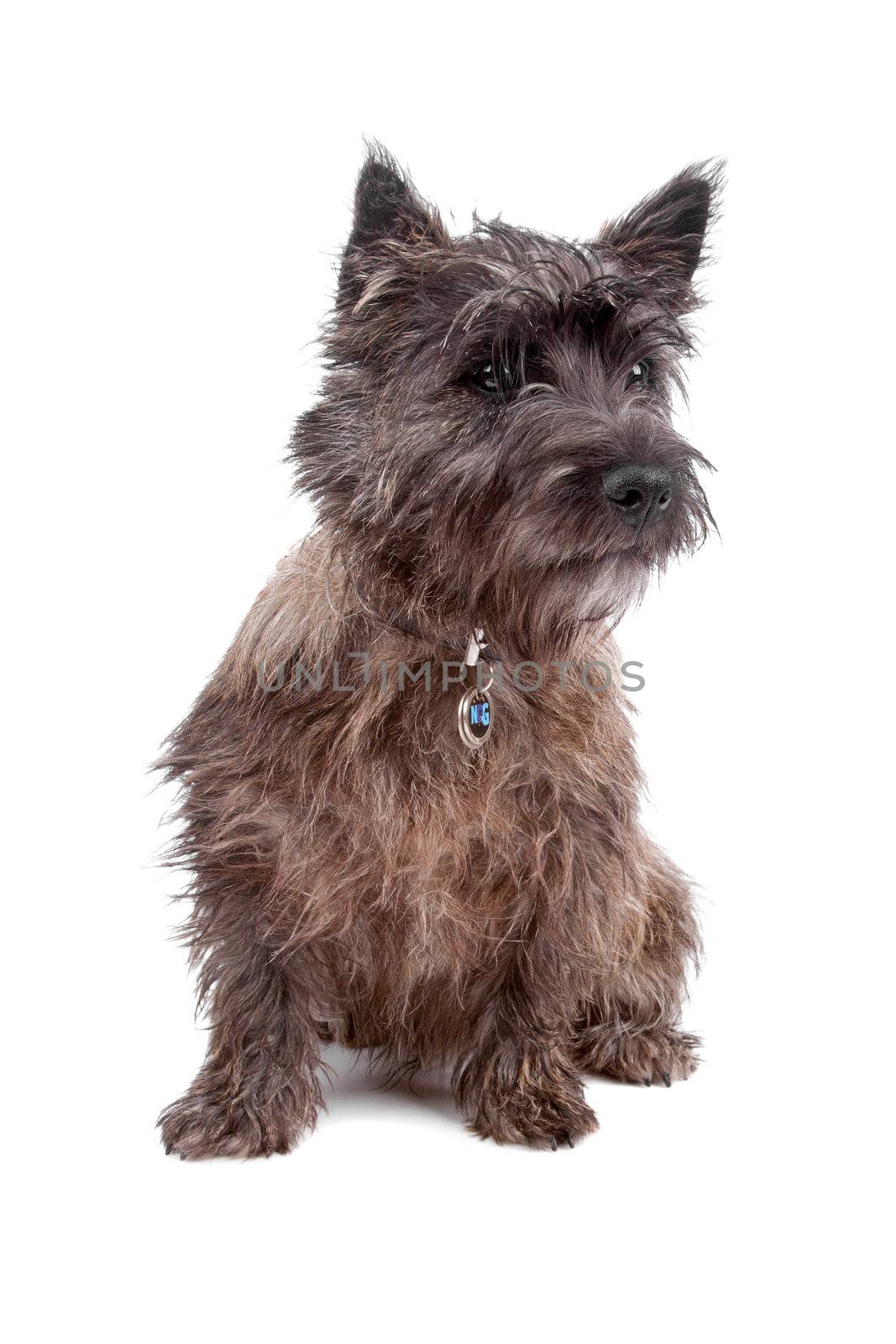Cute Cairn terrier dog sitting, isolated on a white background