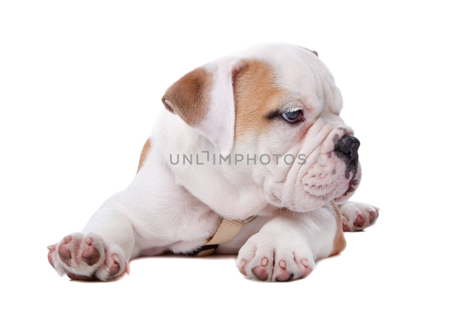 English Bulldog puppy lying down in front of white background