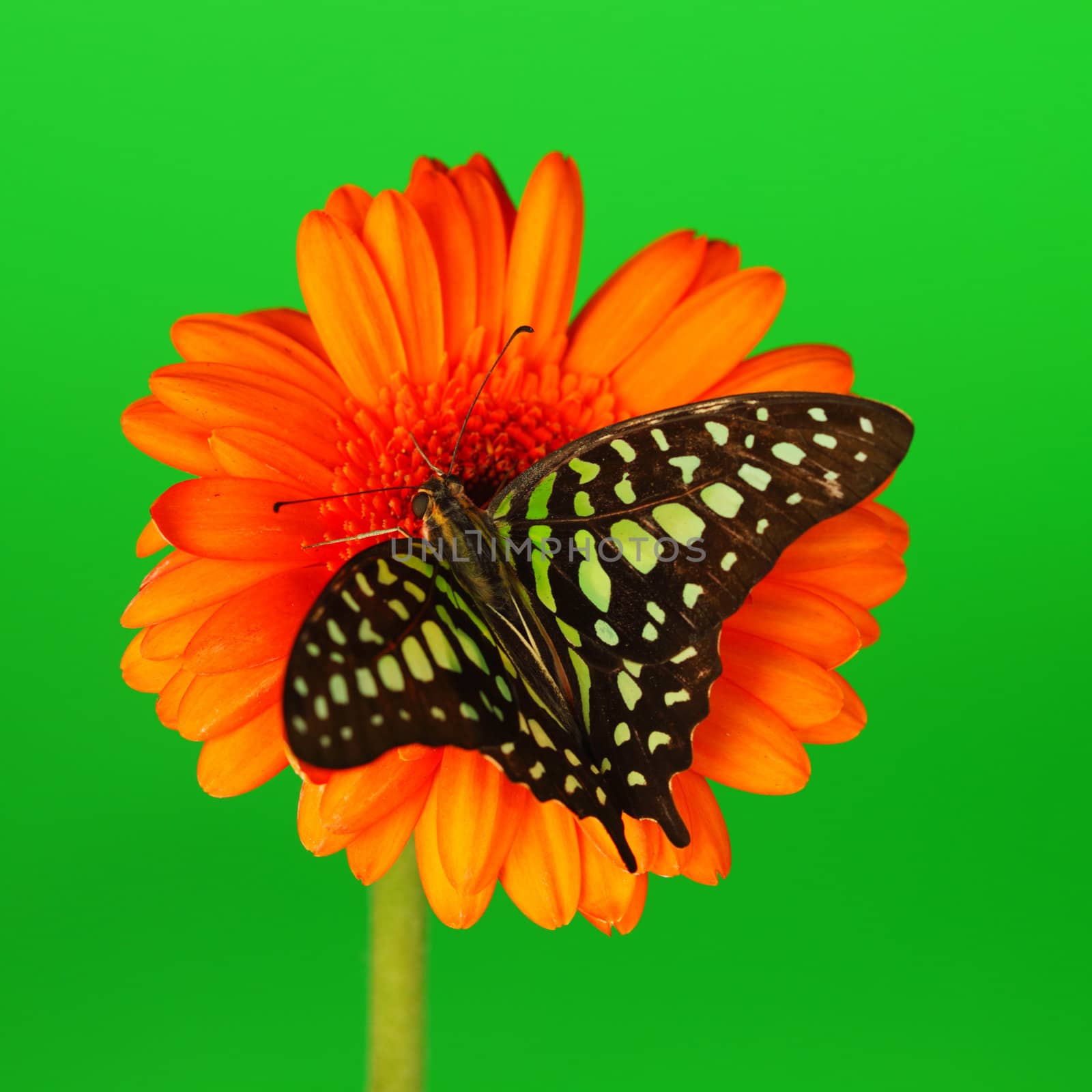  Graphium on orange gerber close up