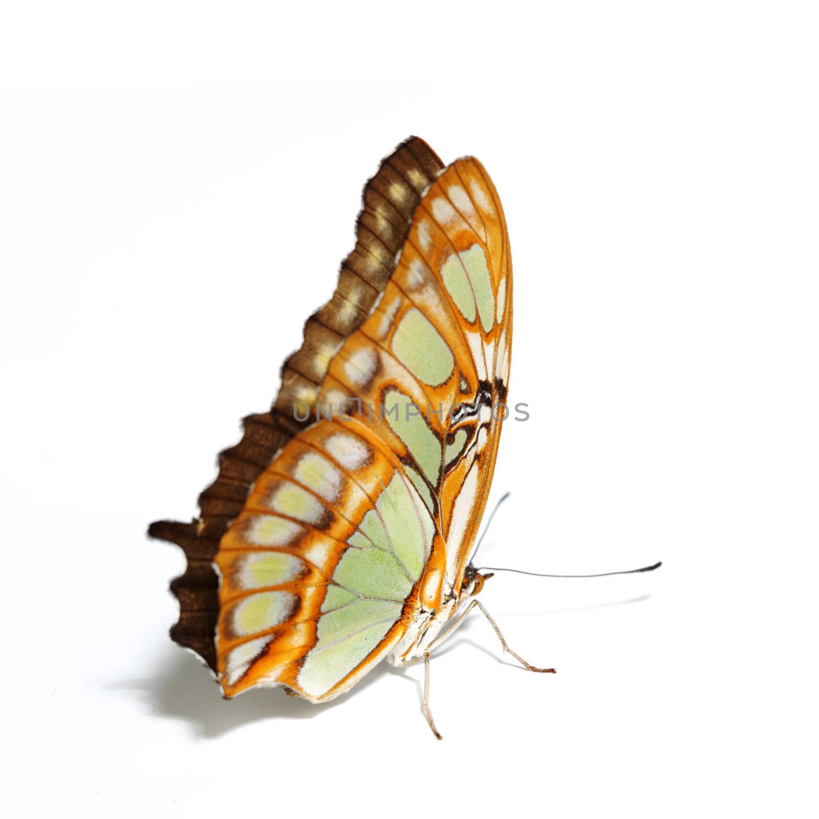 Siproeta stelenes isolated on white background