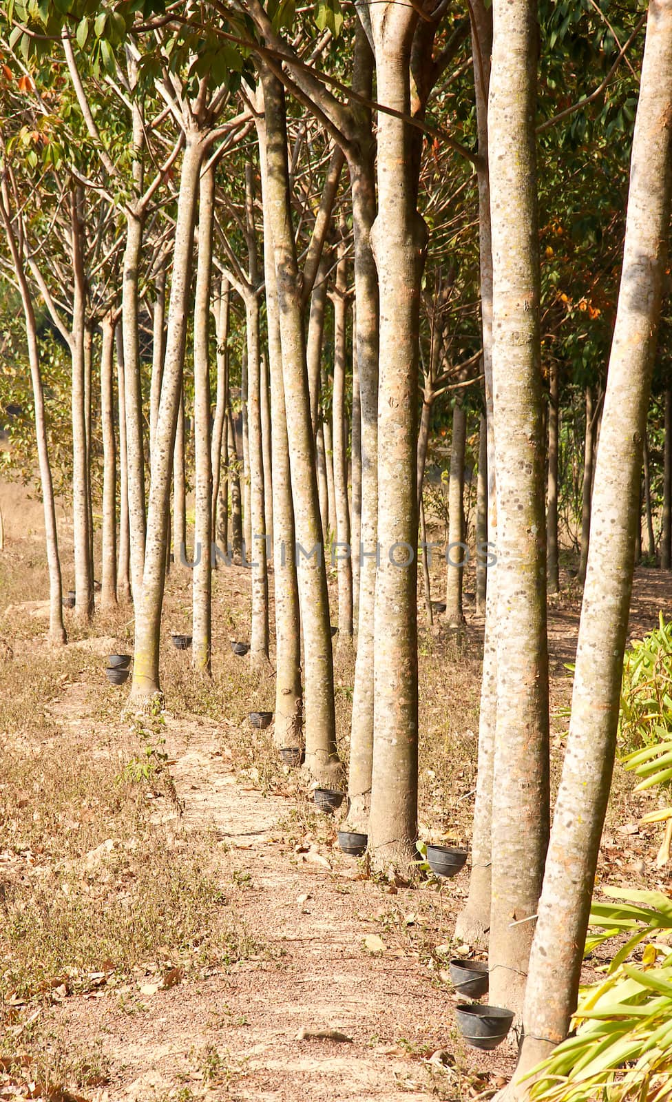 Rubber trees Nong Khai Province at Thailand.