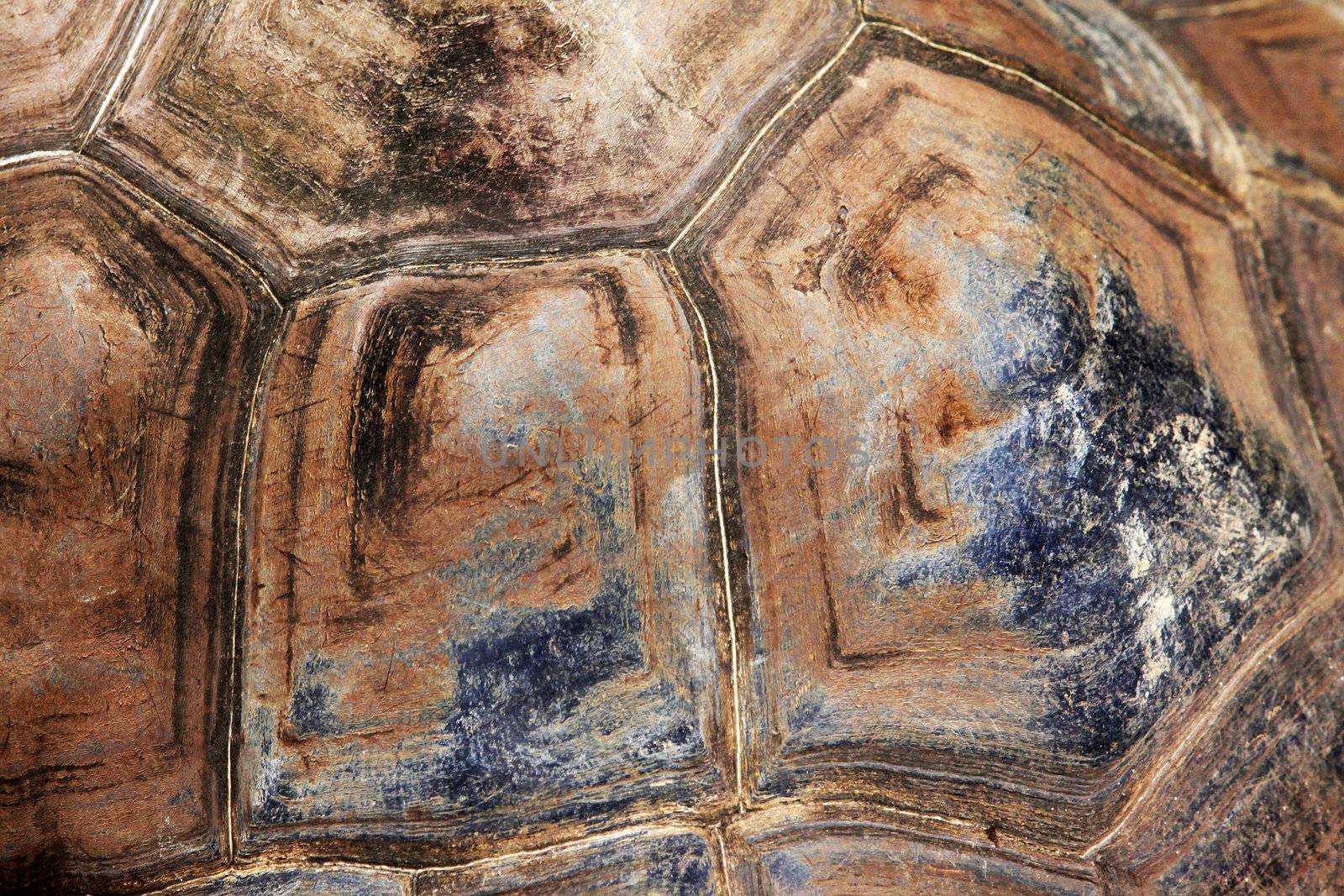 Armour of the big overland turtle