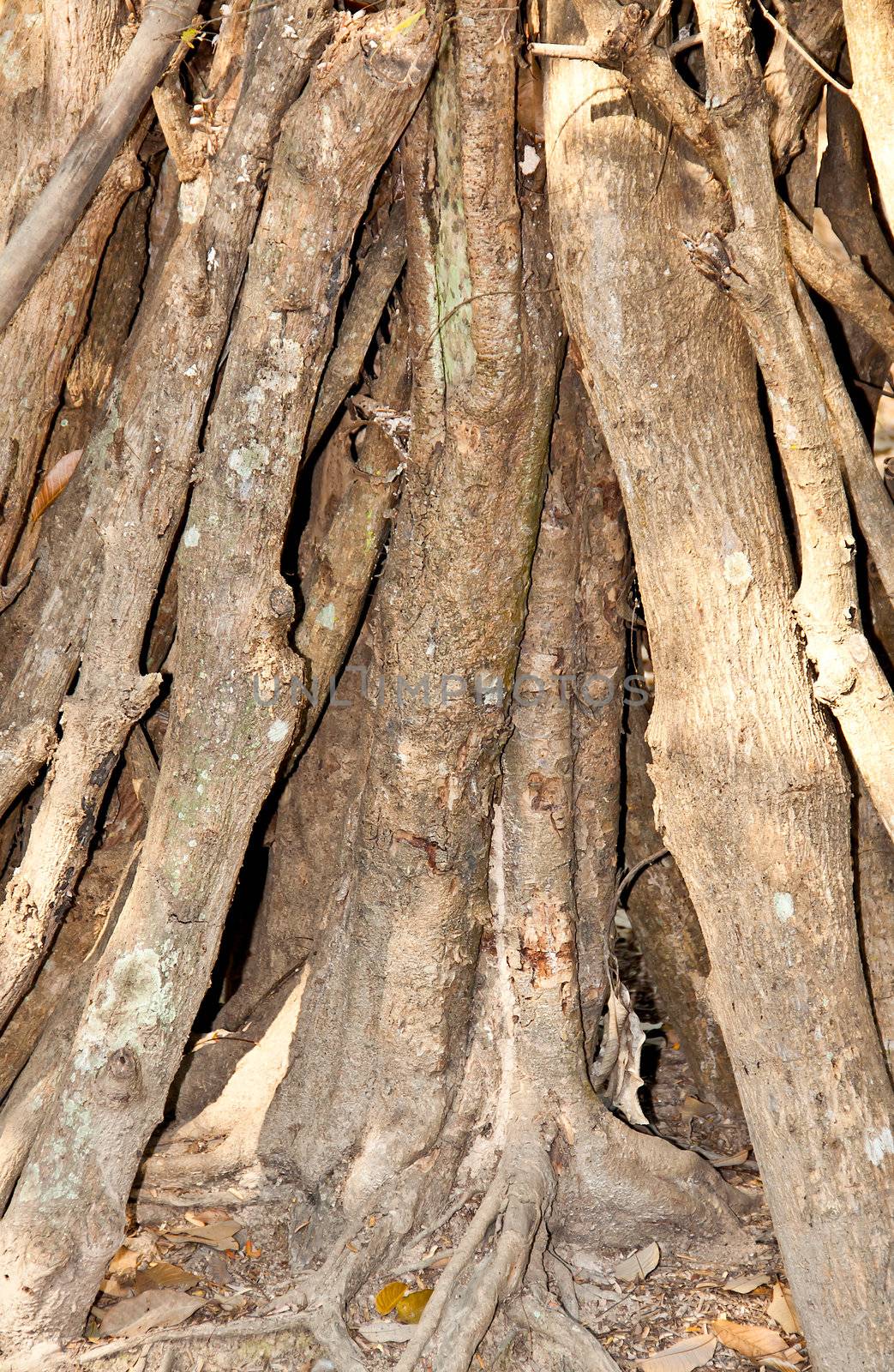 The walls of the tree root for background.