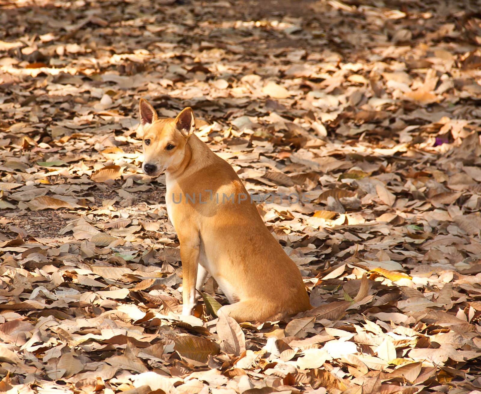 Brown dog is looking at something that came close to it.