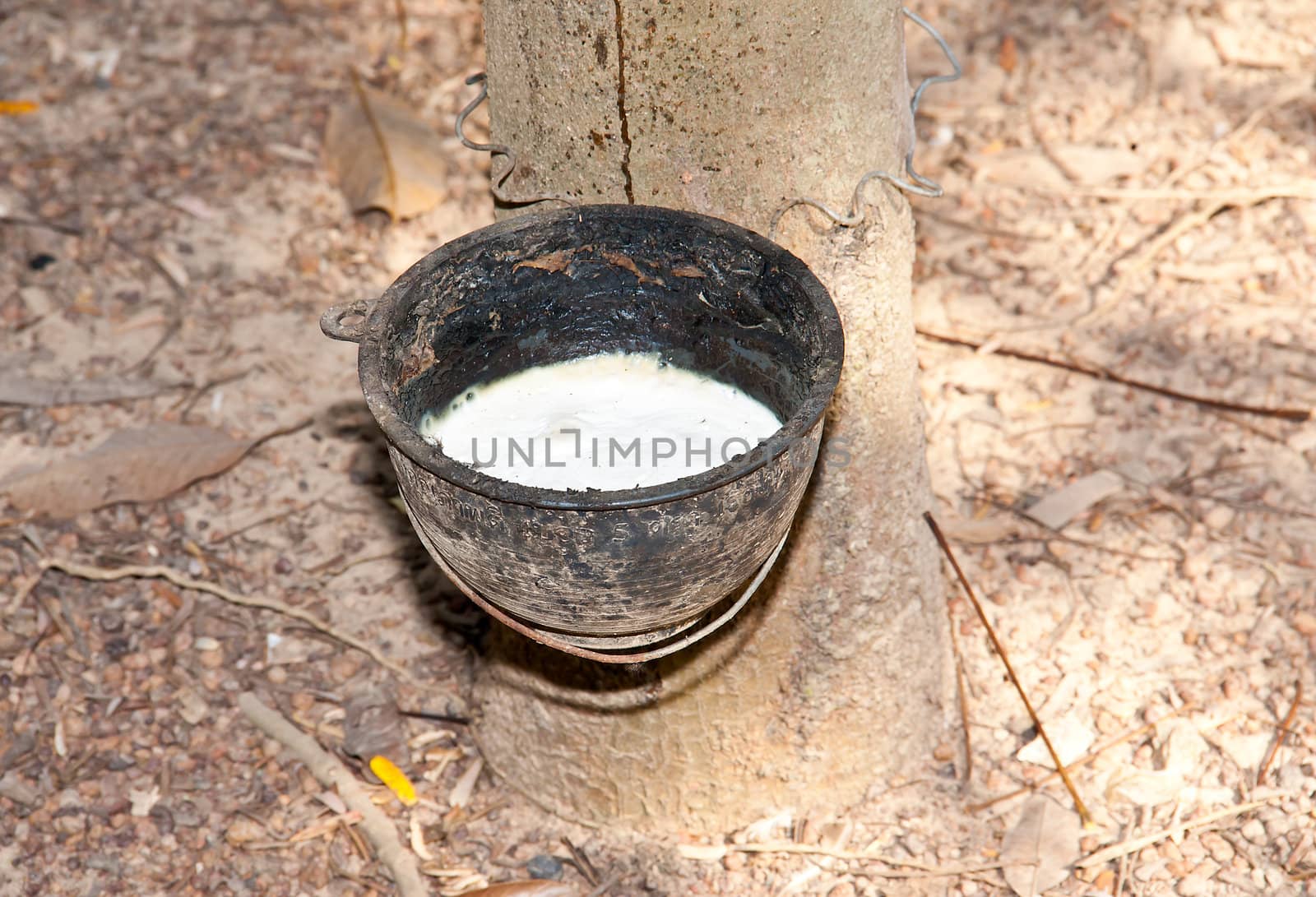 Plastic cup with handle black latex from rubber trees.