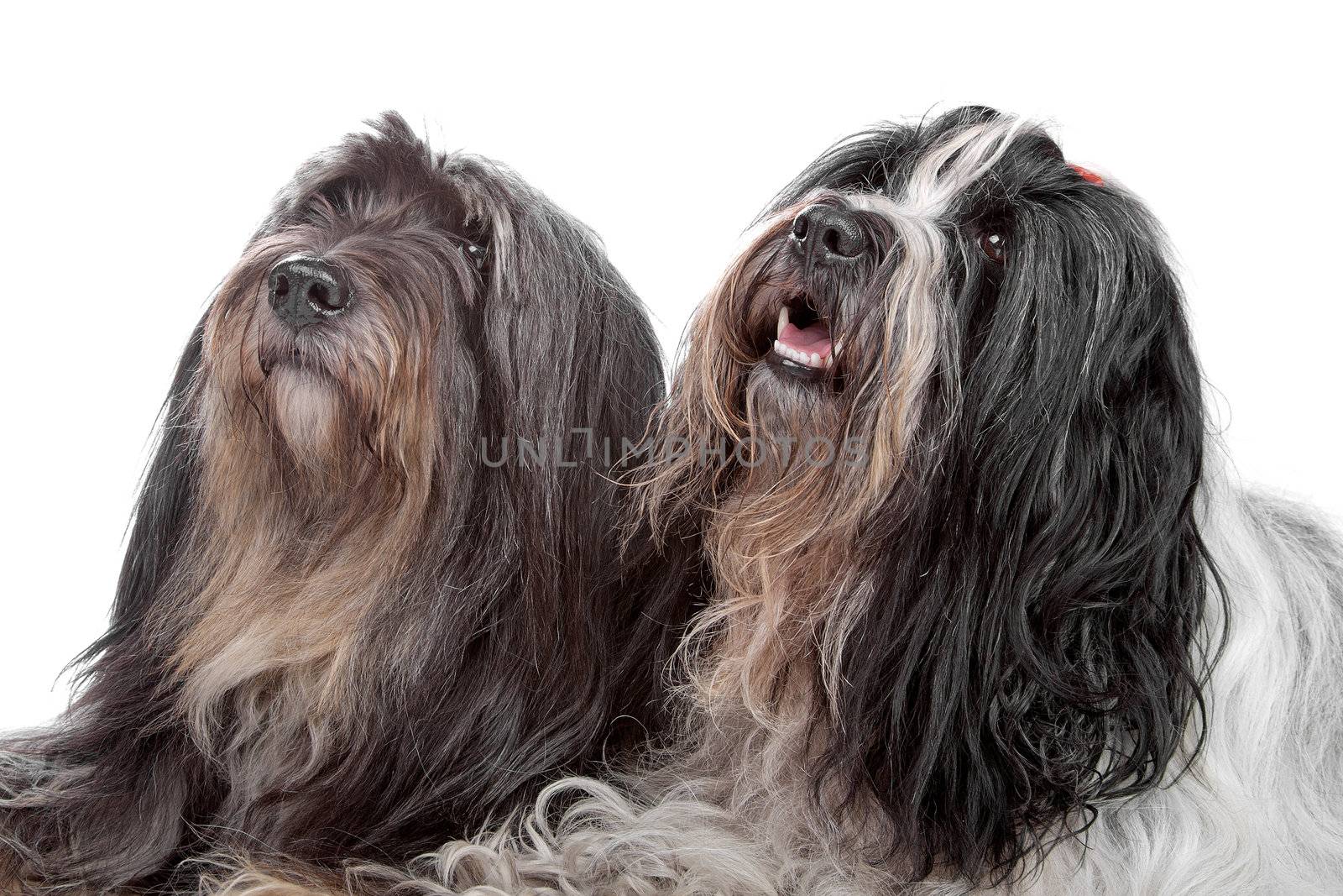 two Tibetan Terrier dogs by eriklam