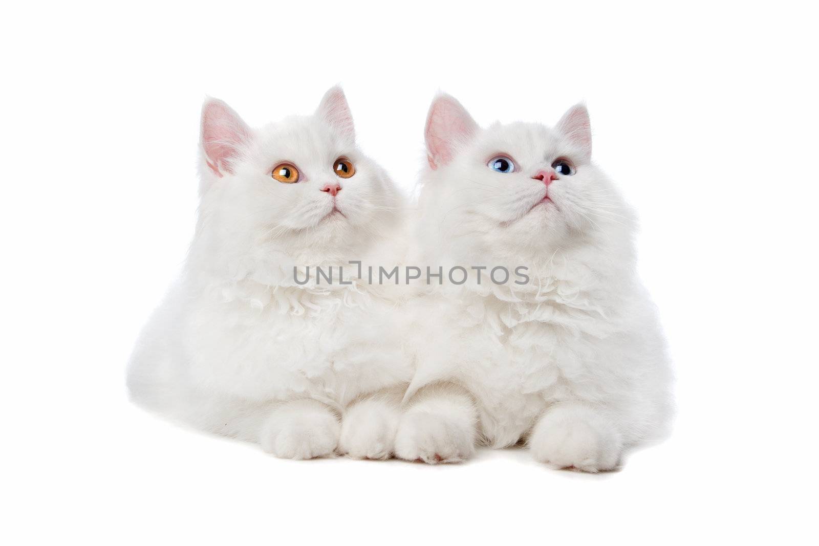 two White cats with blue and yellow eyes by eriklam