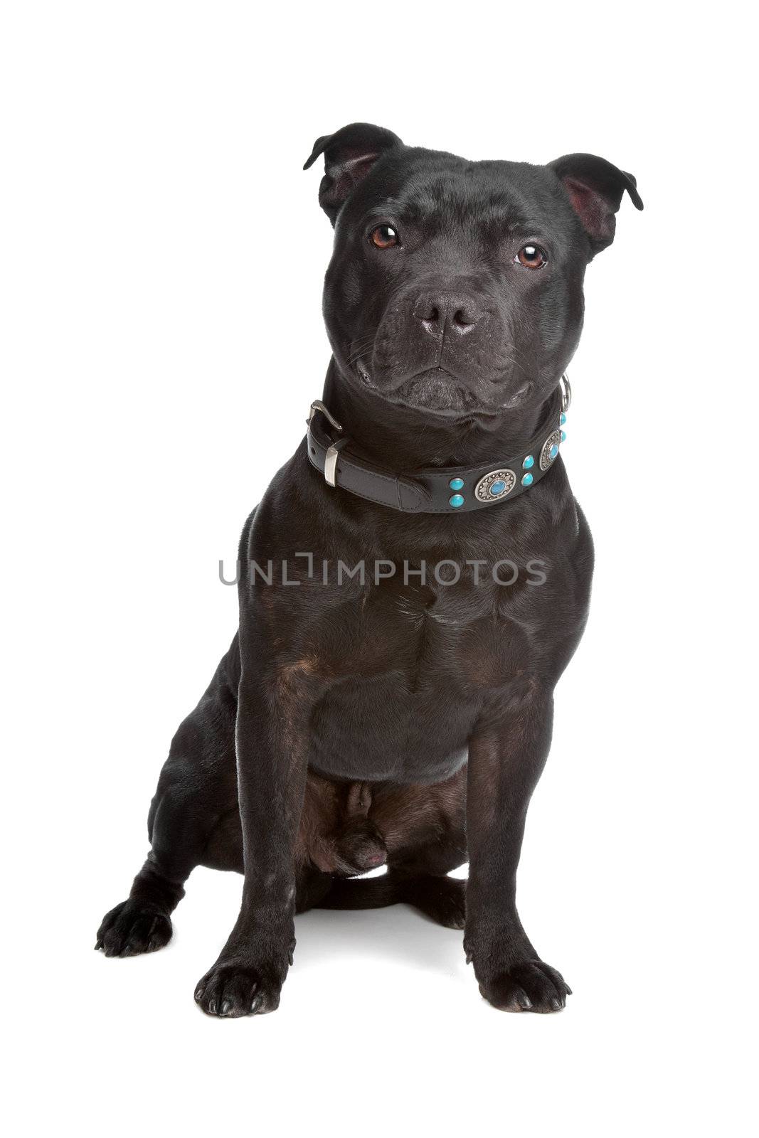 Staffordshire Bull Terrier isolated on a white background