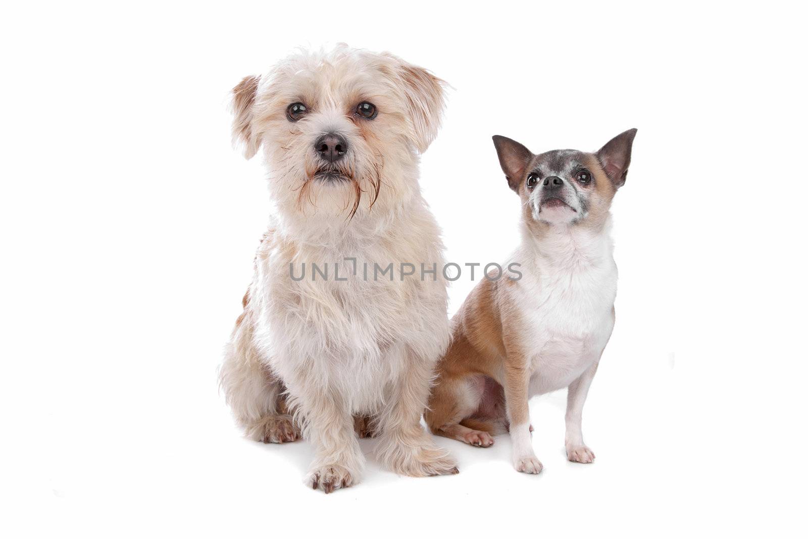 chihuahua and a mixed breed dog by eriklam