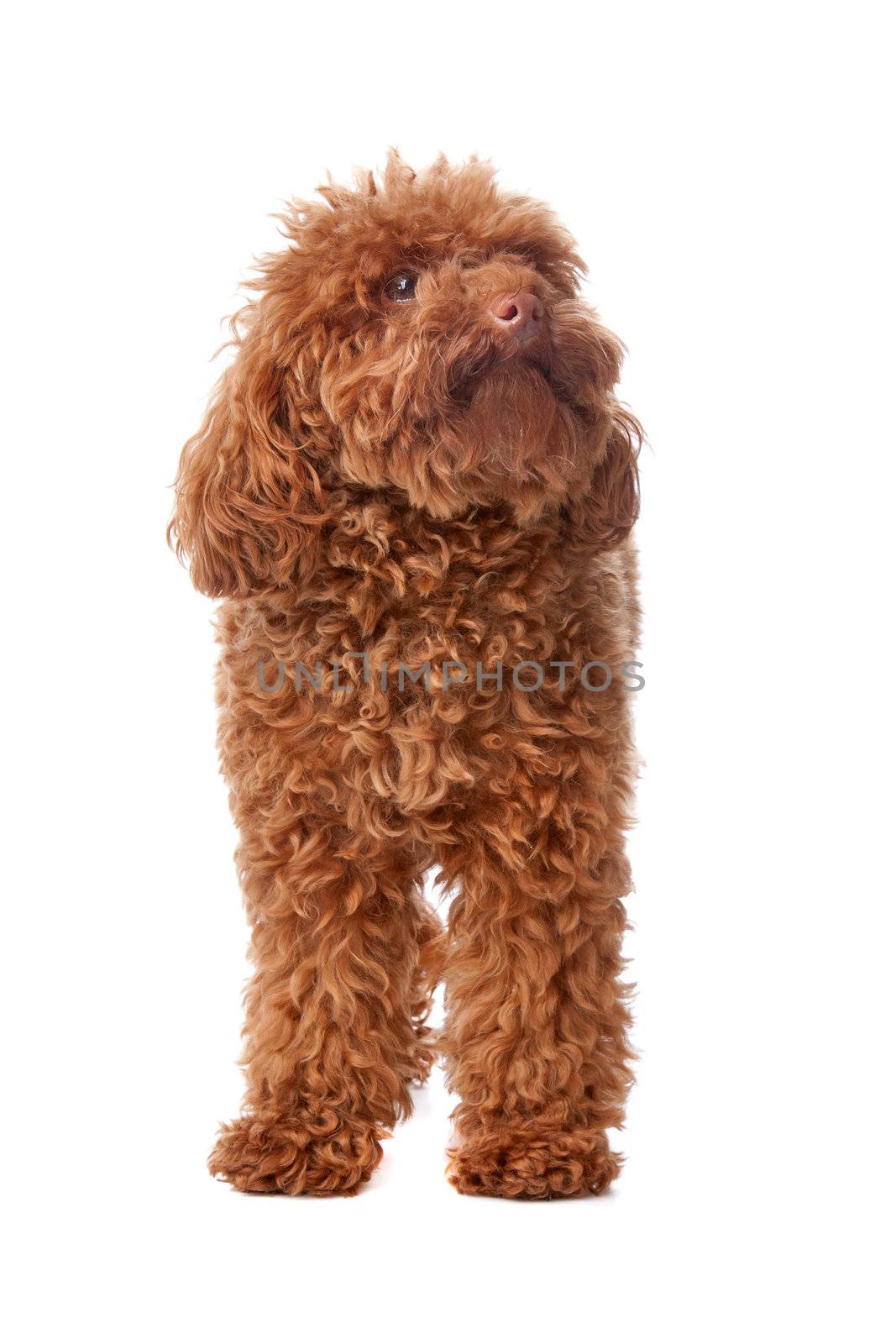 Brown toy poodle by eriklam