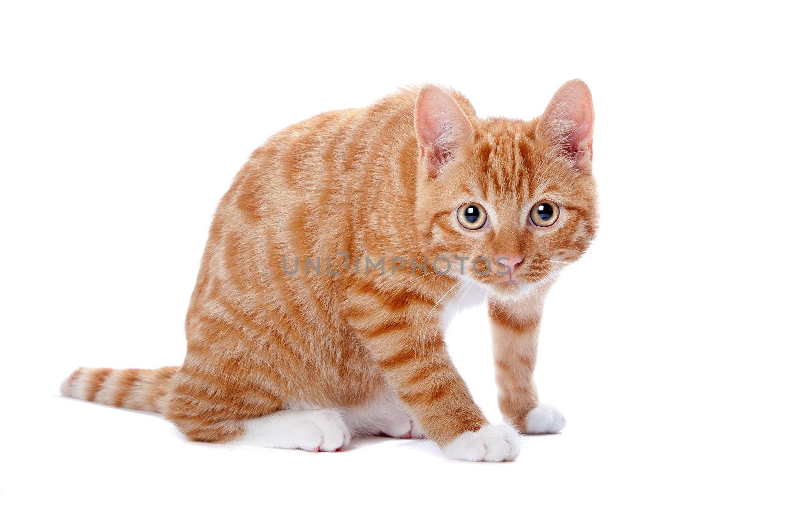 Cute foxy-red kitten sitting on white background