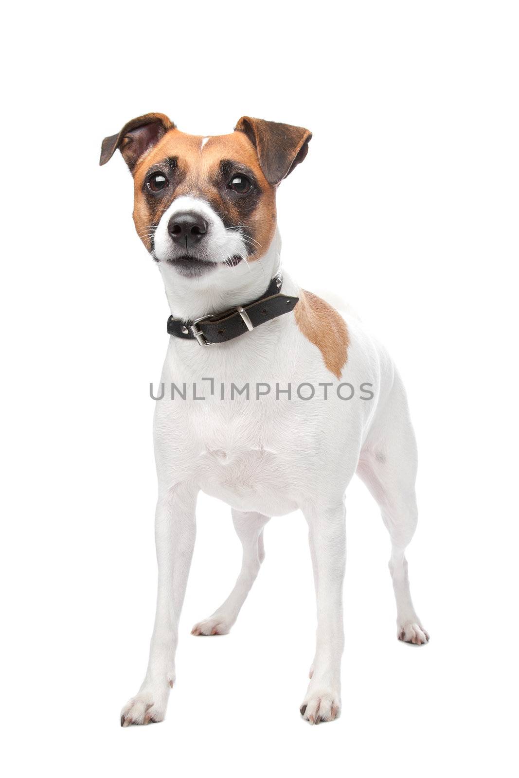 Jack russell terrier (4 years) in front of a white background