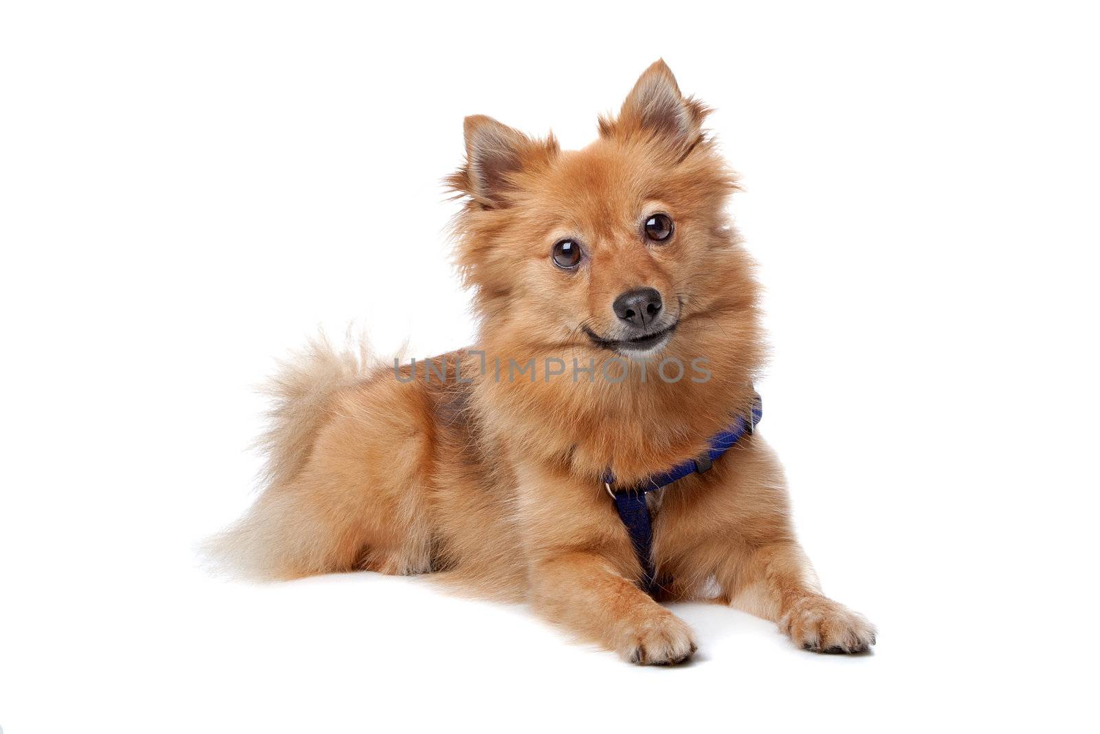 Dutch keeshond isolated on a white background
