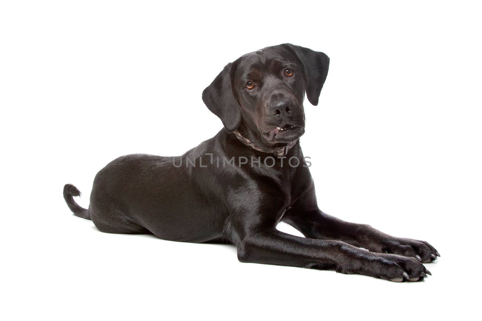 mixed breed lab cross - one year old isolated on white background