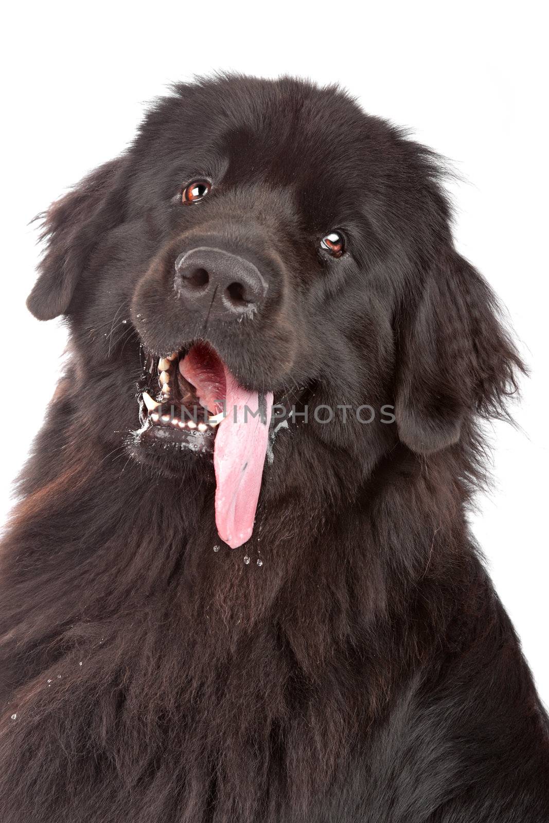 Newfoundland dog by eriklam