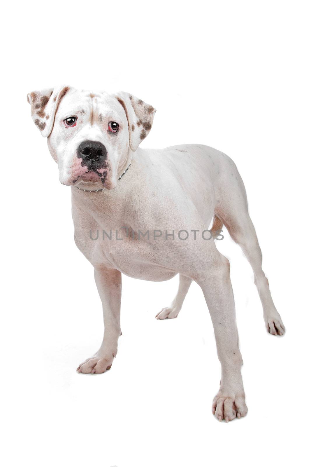 American Staffordshire Terrier by eriklam