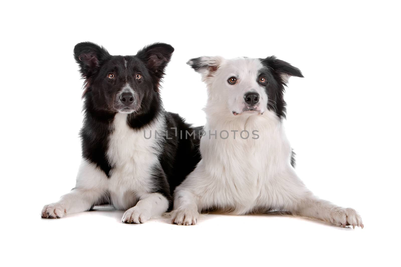 two border collie sheepdogs isolated on a white background