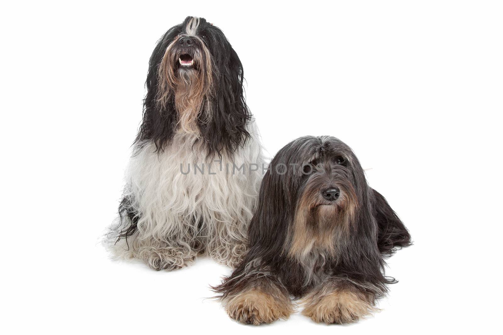 two Tibetan Terrier dogs isolated on white