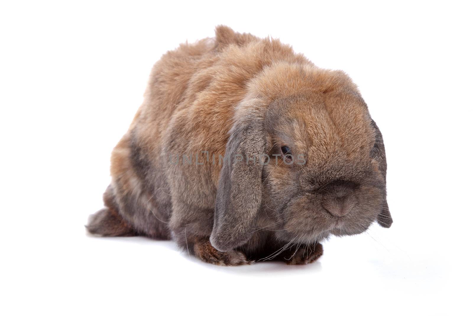 domestic rabbit isolated on white