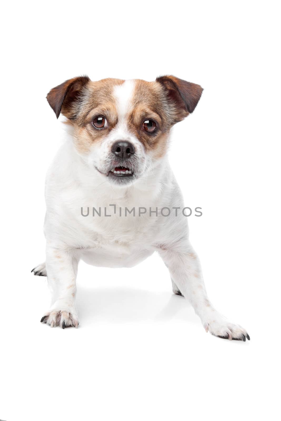 Cute mixed breed dog sitting against a white background