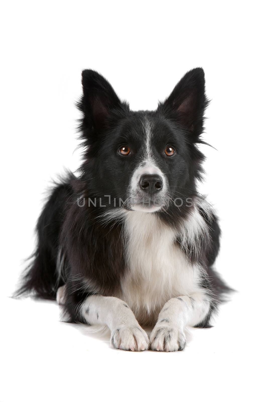 a border collie sheepdog isolated on a white background