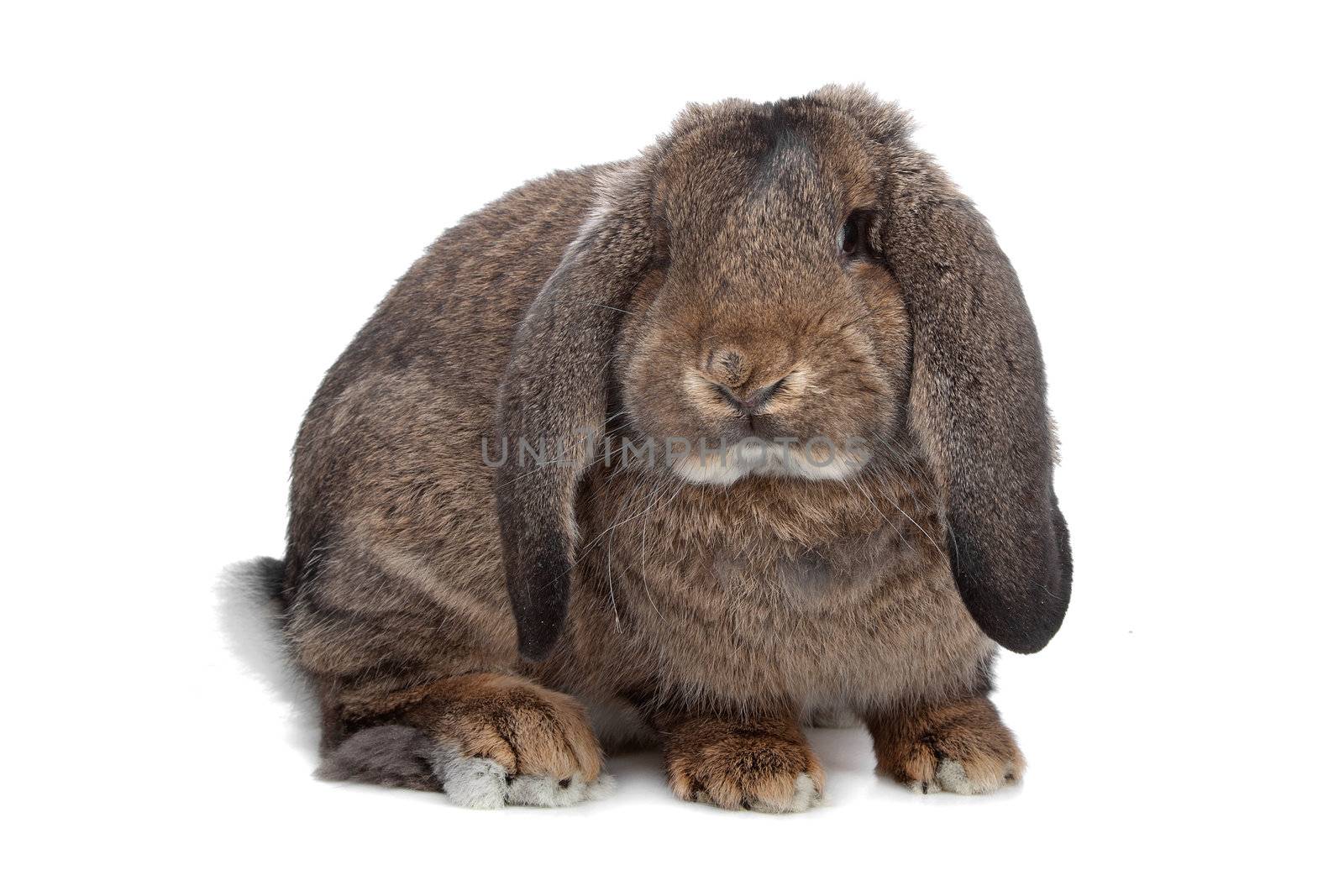 domestic rabbit isolated on white