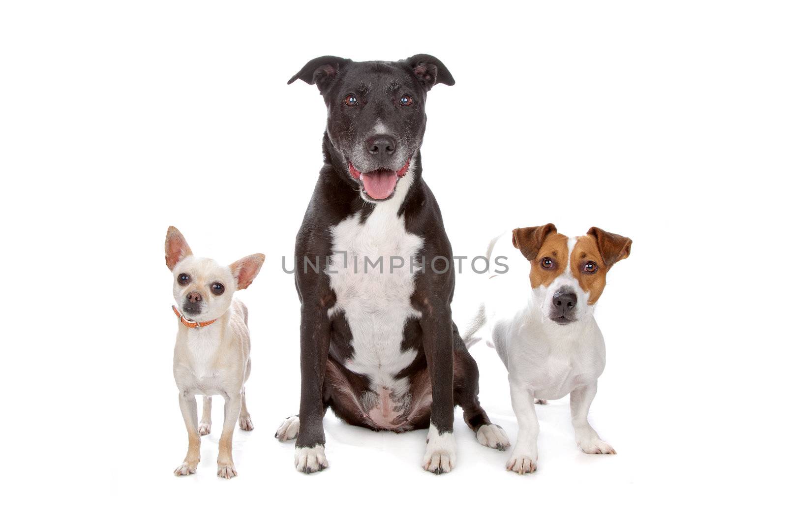 small group of dogs isolated on white