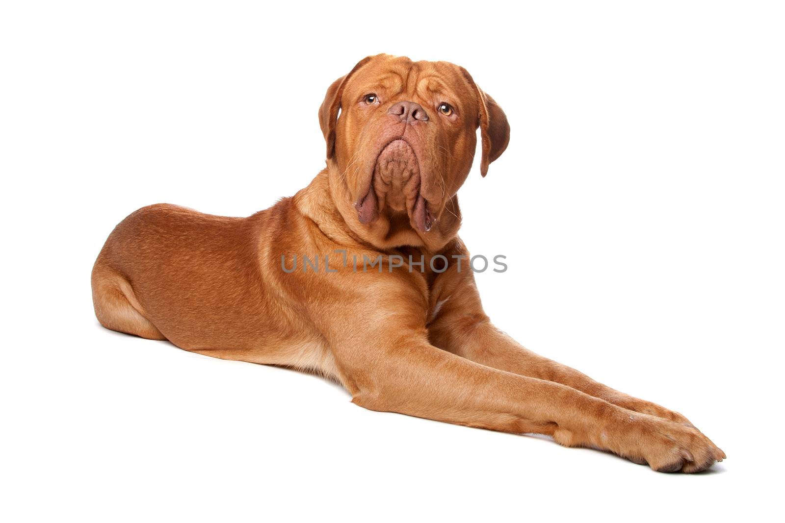 Dogue de Bordeaux (French mastiff) by eriklam