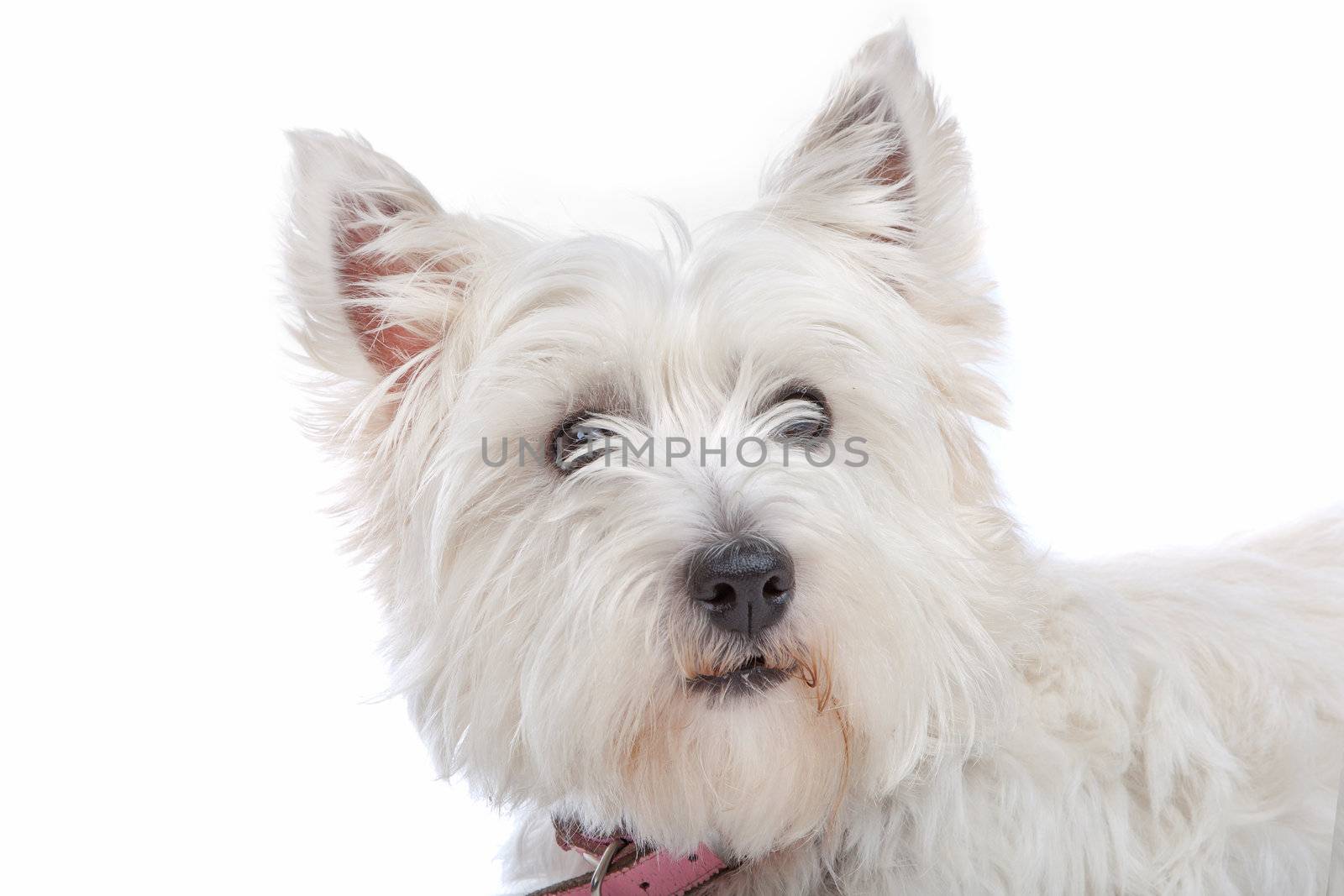 West Highland White Terrier by eriklam